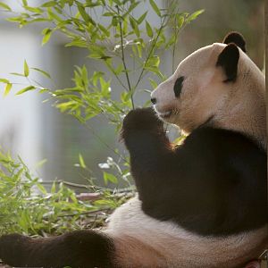 Reportajes 5 continentes - Reportajes 5 continentes - La diplomacia del panda - Escuchar ahora