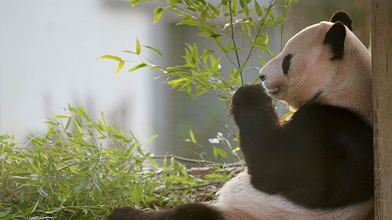 Reportajes 5 continentes - La diplomacia del panda - Escuchar ahora