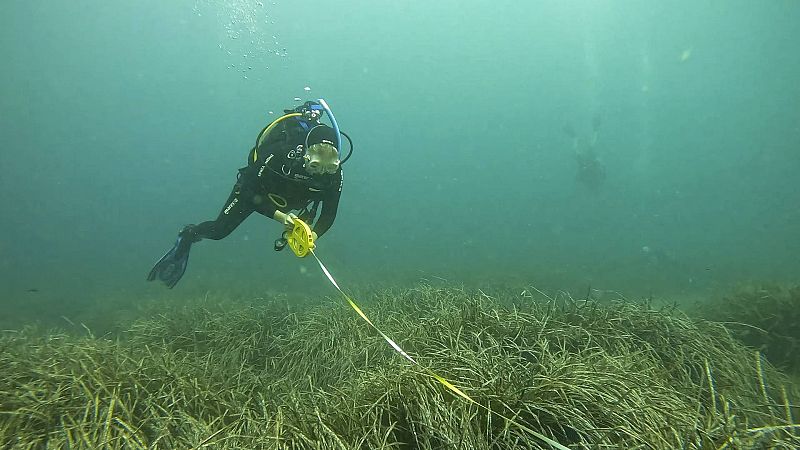 Españoles en la mar - La importancia de los frutos y semillas de posidonia - 19/12/23 - Escuchar ahora