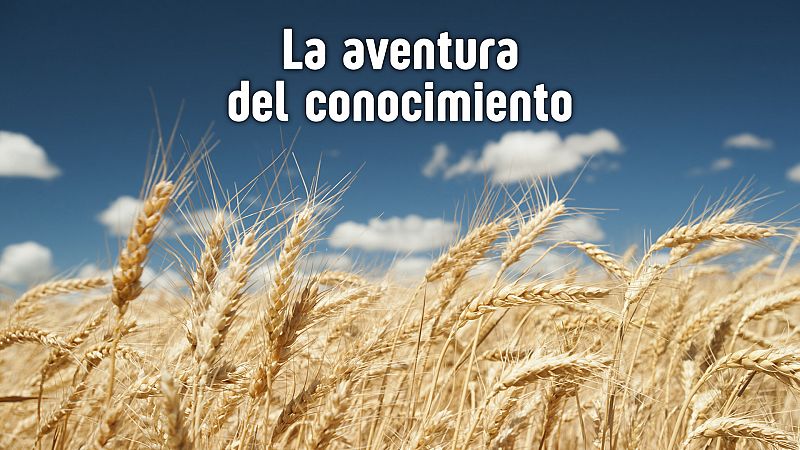 La aventura del conocimiento - Instituto de Agricultura Sostenible del CSIC - Escuchar ahora