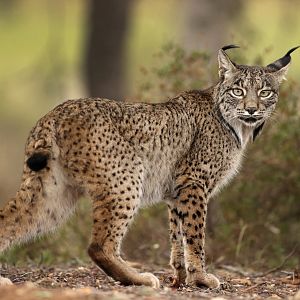 En clave Turismo - En clave Turismo - Grandes avances en la recuperación del lince ibérico - 09/01/24 - escuchar ahora