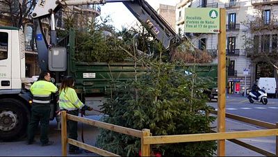 Barcelona habilita 226 punts de recollida d'avets de Nadal | Maite Boada