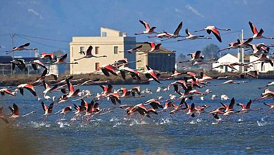 Els flamencs es queden a passar l'hivern al Delta de l'Ebre