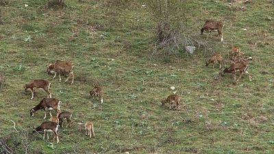 Els ramaders de la Vall Ferrera denuncien la superpoblació de muflons | Joana Sendra