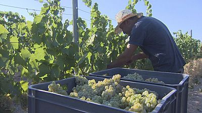 Els temporers de la fruita a Lleida es tornen a instal·lar als carrers | Pepa Sangenís