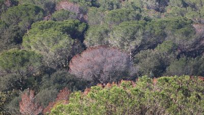 Les Gavarres alerten dels arbres morts per la sequera i que cal talar "urgentment"