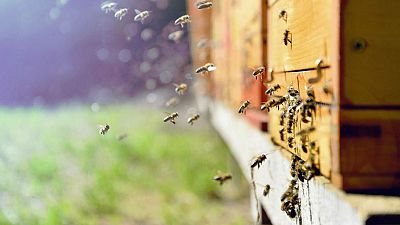 Memoria de delfín - Abejas: Mucho más que insectos - 25/05/19 - escuchar ahora