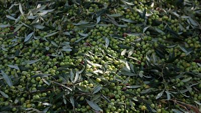 La pluja perjudica la collita d'olives al Segrià i les Garrigues | Pepa Sangenís