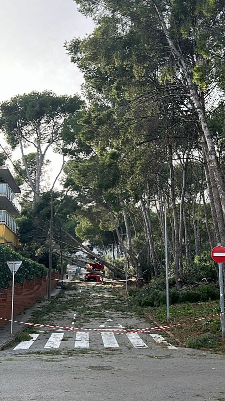 Calle residencial bloqueada por árboles caídos tras fuertes vientos. Un camión con plataforma trabaja en la retirada.