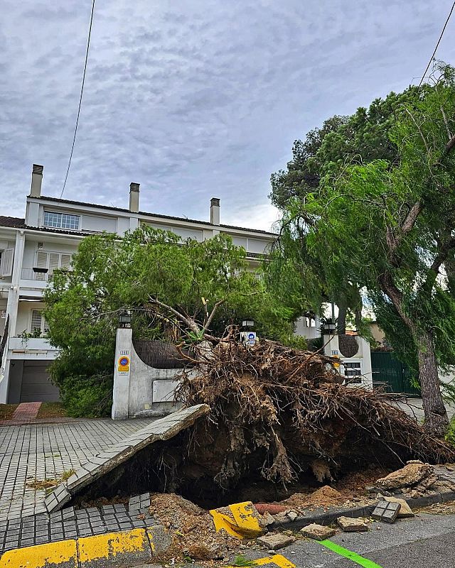 Árbol caído con raíces al aire tras fuertes vientos, frente a una casa.