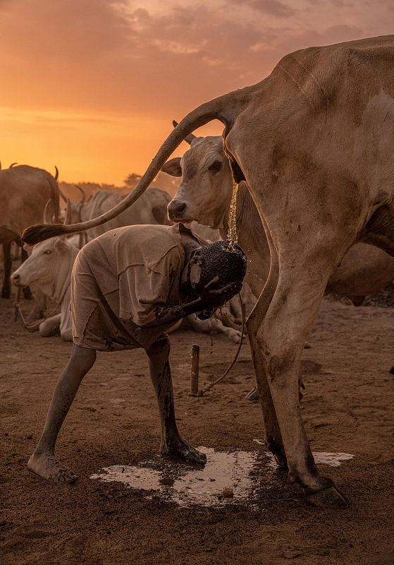 Niño de la tribu Mundari duchándose con la orina de una vaca, serie Higiene en un estado fallido, premio al Mejor Fotógrafo de Reportaje del Mundo