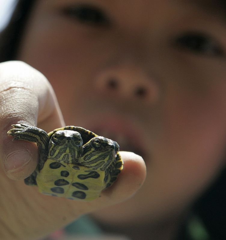 Tortuga con dos cabezas