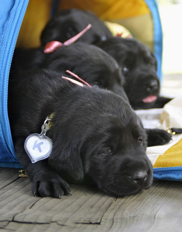 Cuatro cachorros clonados
