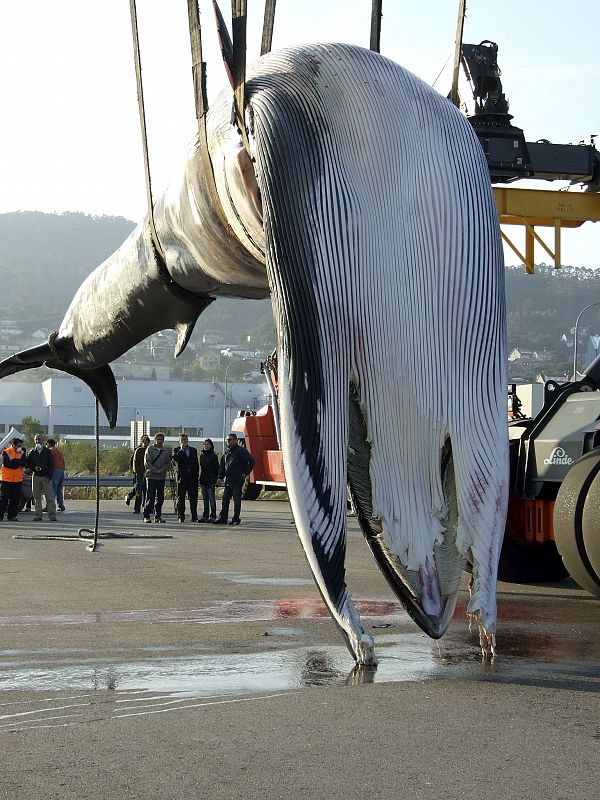 Muere una ballena al chocar con un barco