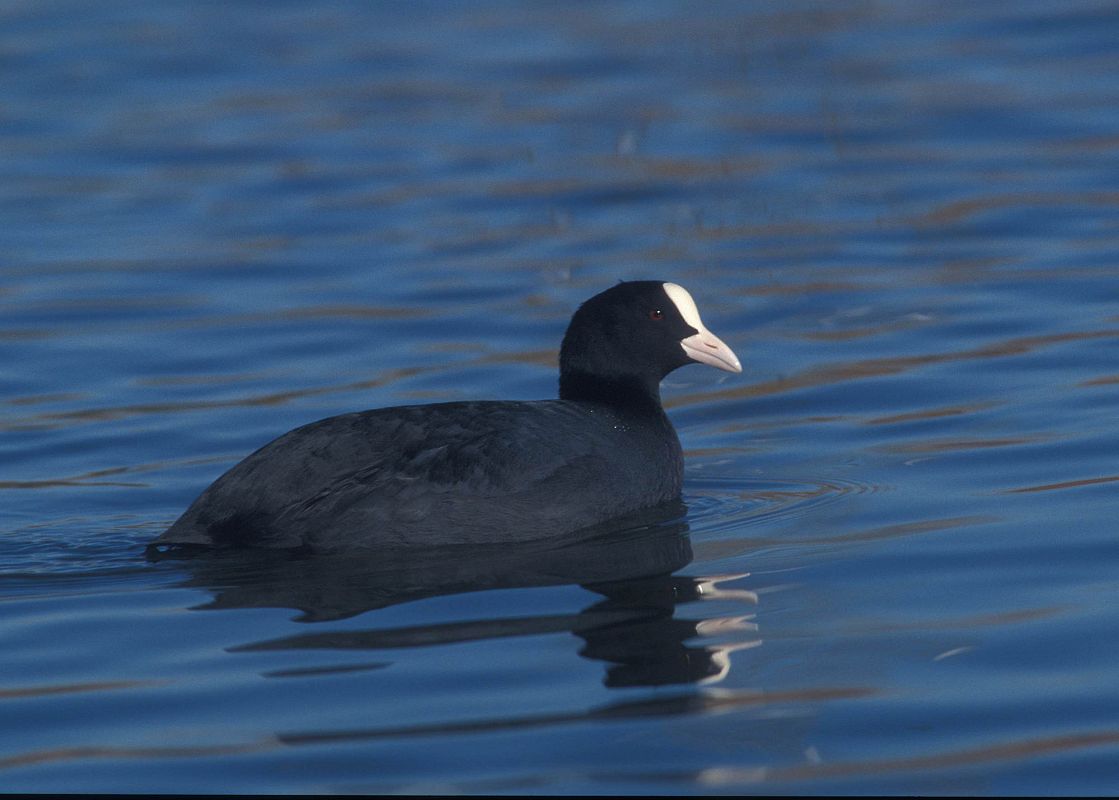  Imagen de una focha común.