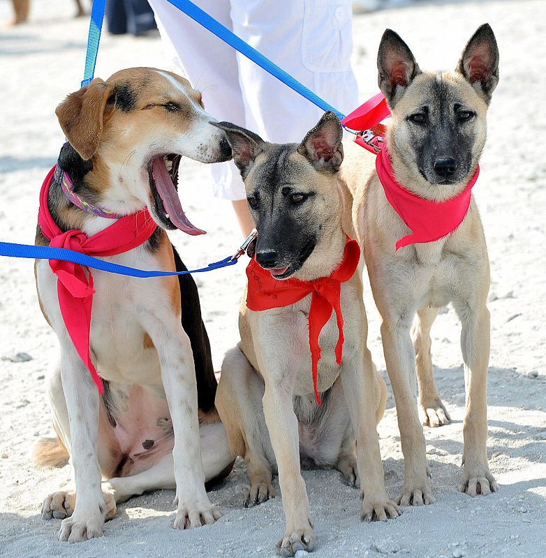 EVENTO DE MASCOTAS ËDOG WALKÍ EN ASKAR