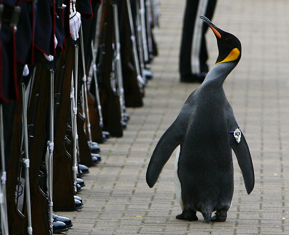 Un pingüino del Zoo de Edimburgo nombrado miembro honorario y mascota de la Guardia Real del Rey de Noruega