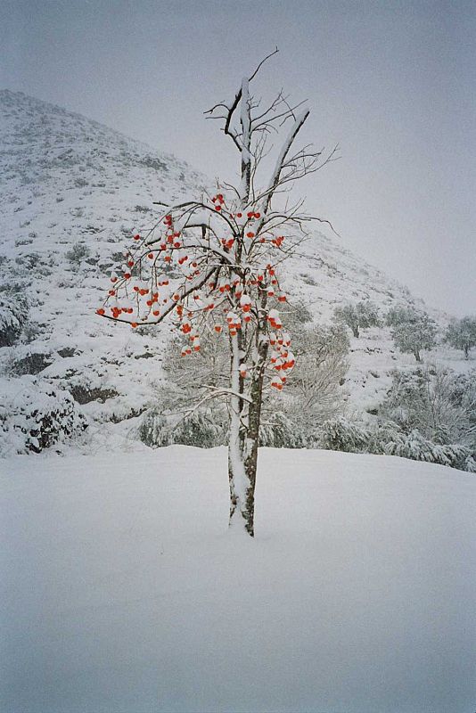 Imagen de un árbol nevado con frutos de Valdeperillo (La Rioja)