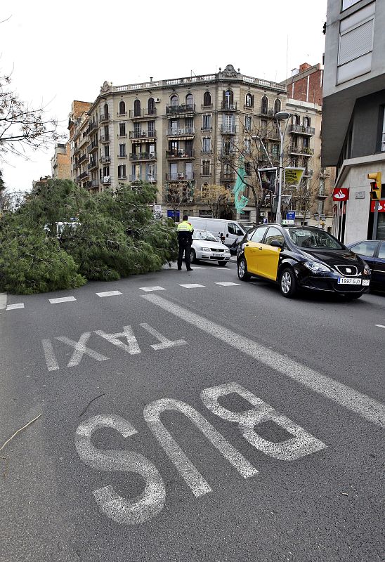 Un pino caído por los fuertes vientos que soplan en Barcelona obstruye la calle Mallorca.