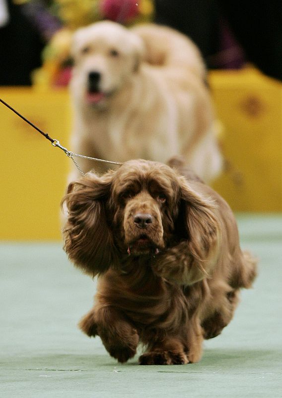 Stump,el ganador de 2009, corre durante uno de los momentos del concurso