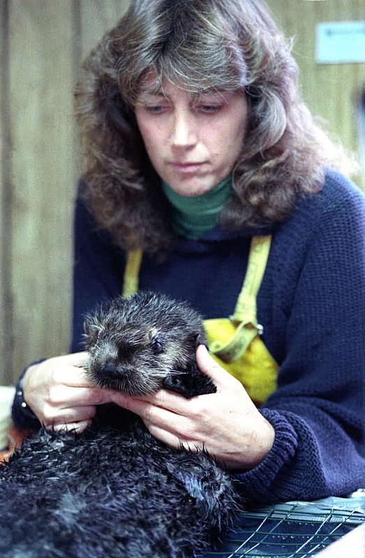 El centro de recuperación de nutrias de la zona trató a cerca de 150 animales, de los que 69 murieron