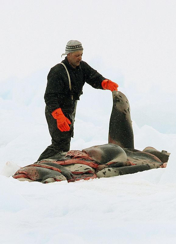 A sealer loads a sled with harp seal pelts on an ice floe in the Gulf of St. Lawrence near Iles-de-la-Madeleine