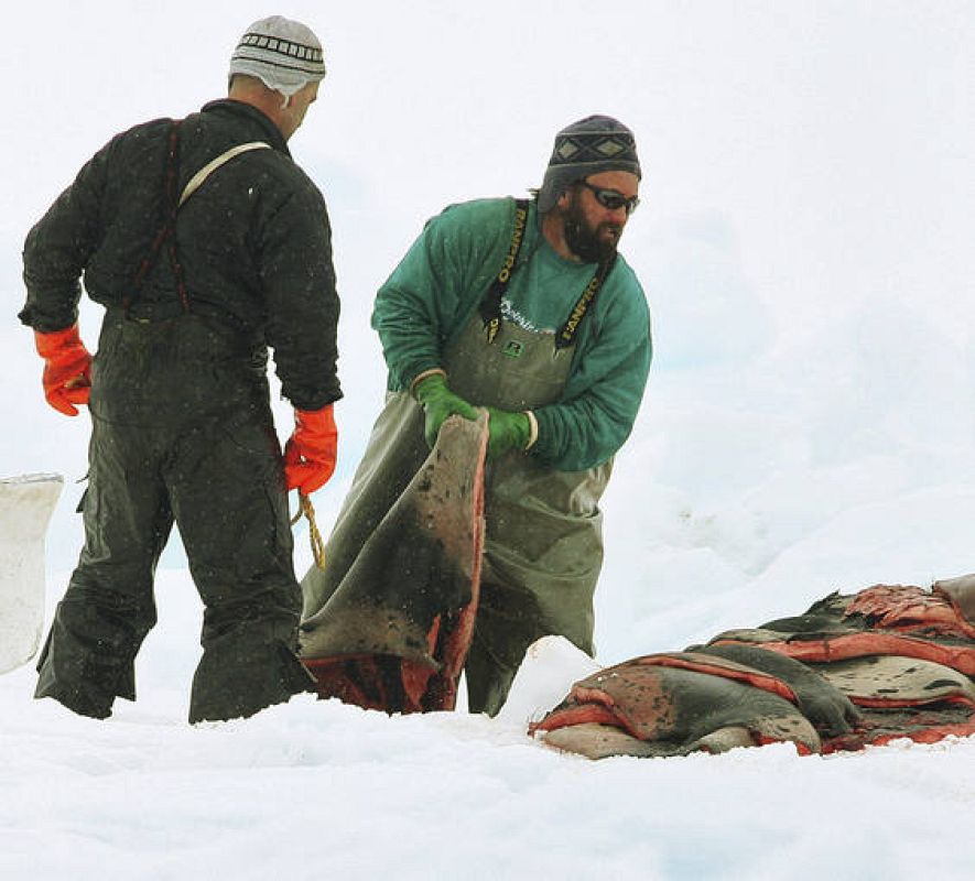 Sealers load up a sled with harp seal pelts on an ice floe in the Gulf of St. Lawrence near Iles-de-la-Madeleine