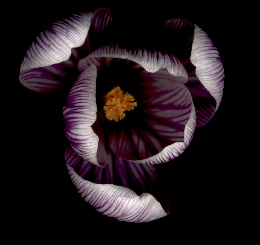 Crocus holandés (Crocus vernus)