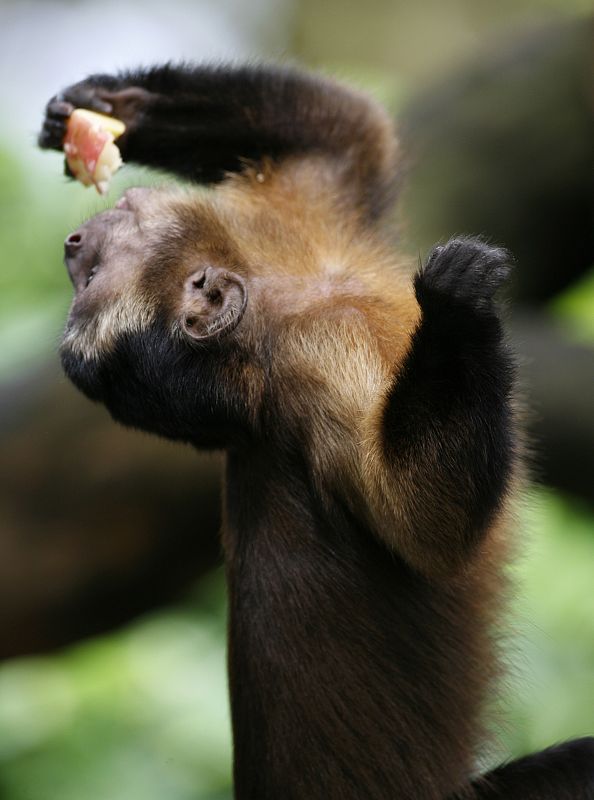 zoo de Singapur