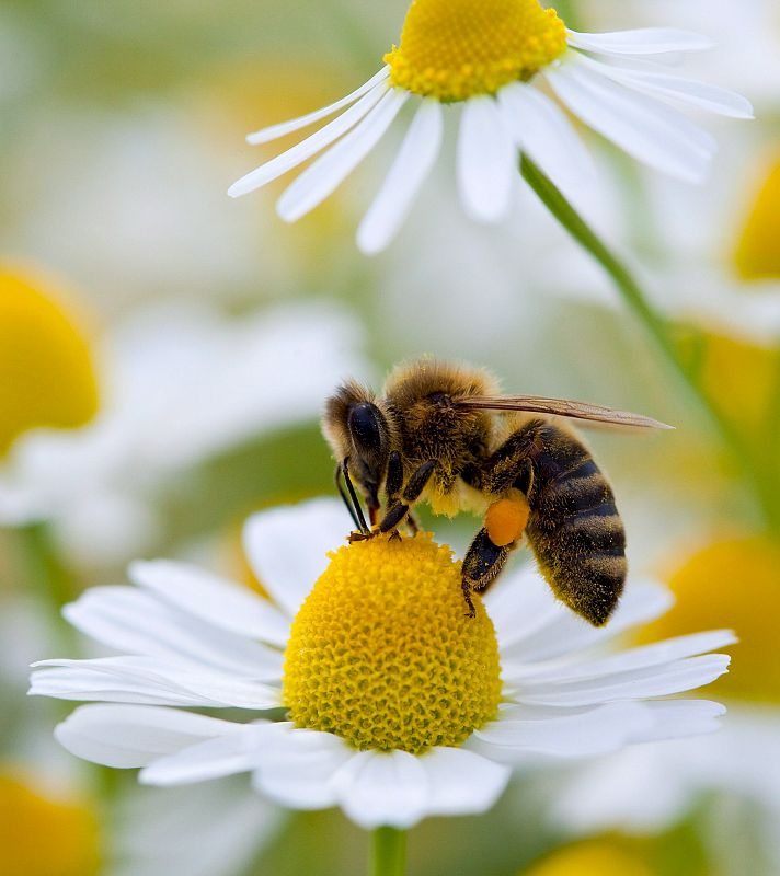 Una abeja