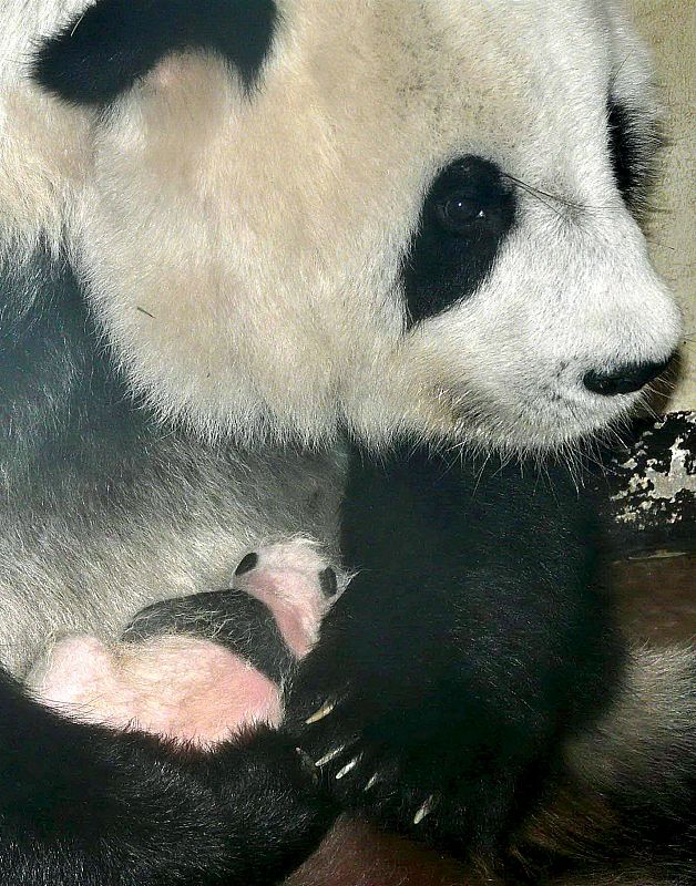 zoo de Chiang Mai que muestra a la cría de panda