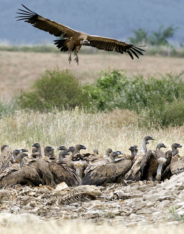 CONSERVACION-AVES