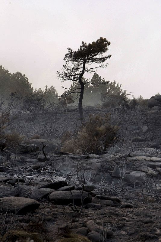 INCENDIO ÁVILA