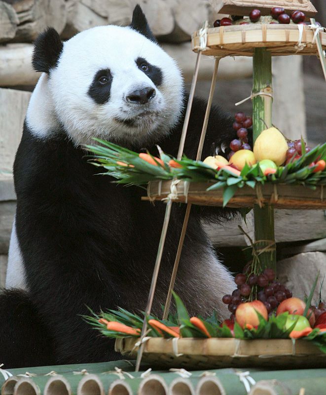 NOVENO CUMPLEAÑOS DEL OSO PANDA GIGANTE CHUANG CHUANG