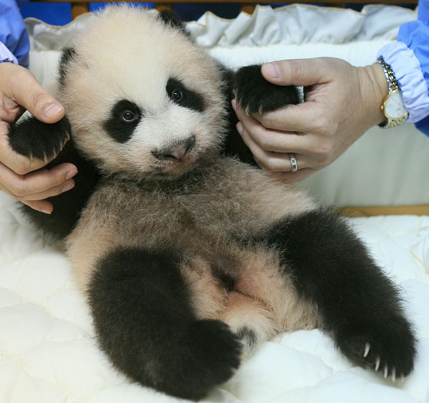 CRÍA DE PANDA EN EL ZOO DE CHIANG MAI