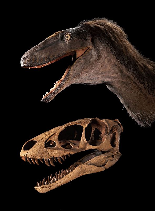 Reconstrucción de la cabeza del Raptorex a partir del cráneo