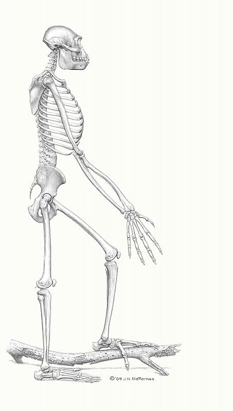 Reconstrucción lateral del esqueleto del Ardipithecus ramidus