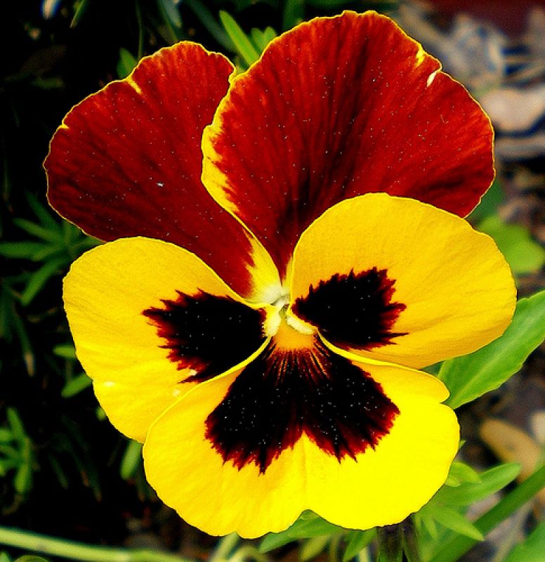 La flor del pensamiento