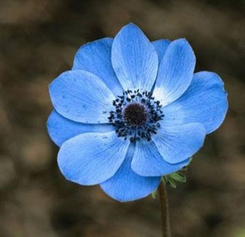 Anémona, flor para pedir compañía