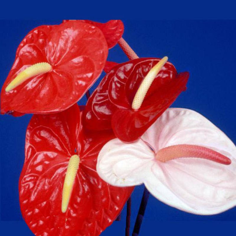 El anturio, flor de oficina