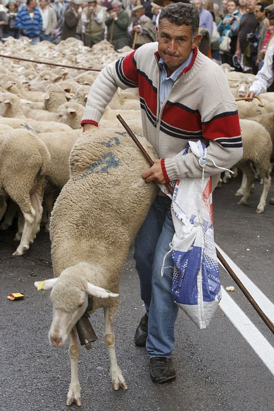 La Fiesta de la Trashumancia este año reivindicará la importancia de los pastizales para frenar el cambio climático. En la imagen, un pastor reconduce a una de sus ovejas.