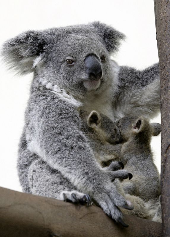 Esta mamá koala ha tenido gemelos, algo realmente raro en estos marsupiales.