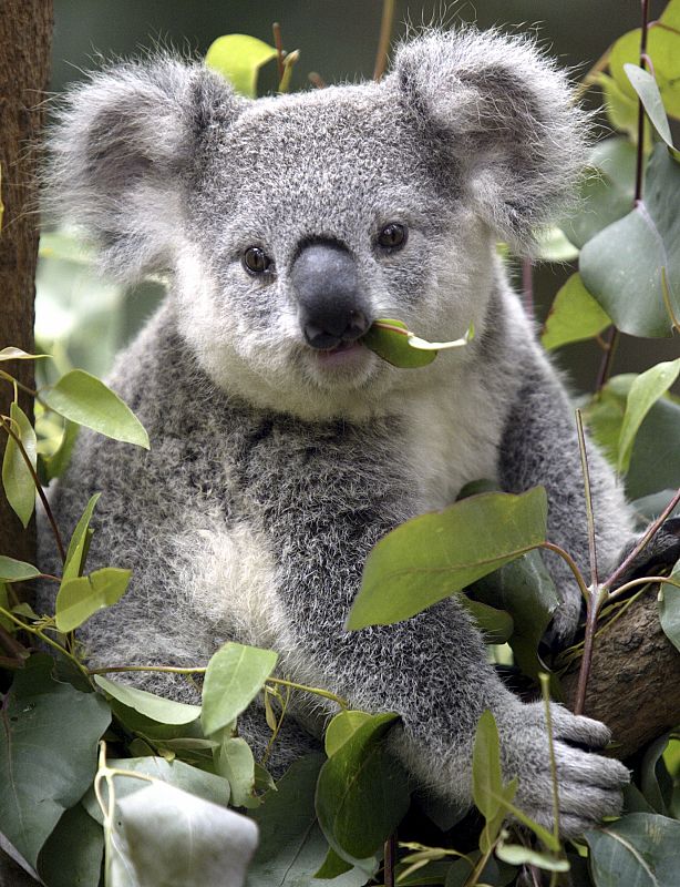 Este es un koala de 12 meses. Los koalas asumen una amplia variedad de posturas, y se mueven por el árbol durante día y noche buscando el sol y la brisa del viento.   ry in Gold Coast