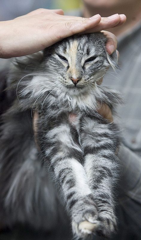 EXPOSICIÓN INTERNACIONAL FELINA EN VARSOVIA