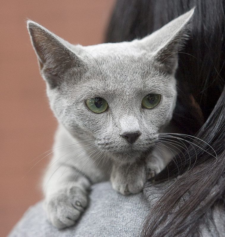 EXPOSICIÓN INTERNACIONAL FELINA EN VARSOVIA