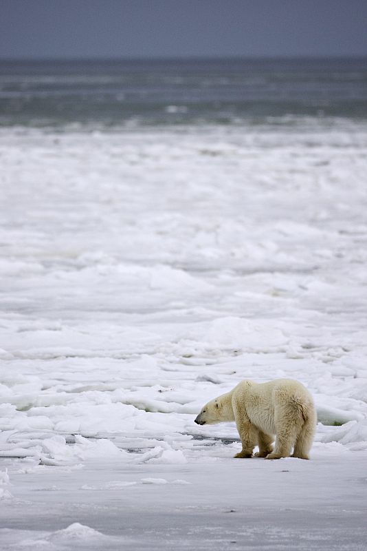 Unas imágenes tomadas por Reuters a finales de noviembre y publicadas ahora han impactado en la Cumbre de Copenhague. En ellas, un oso polar macho arrastra los restos de un cachorro, lo desmiembra y lo devora.