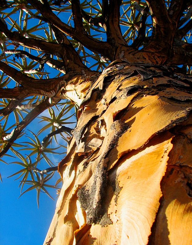 El árbol aloe (Aloe dichotoma), del desierto de Namibia en el sur de África, pierde ejemplares en las partes más cercanas al Ecuador debido al estrés provocado por las sequías.
