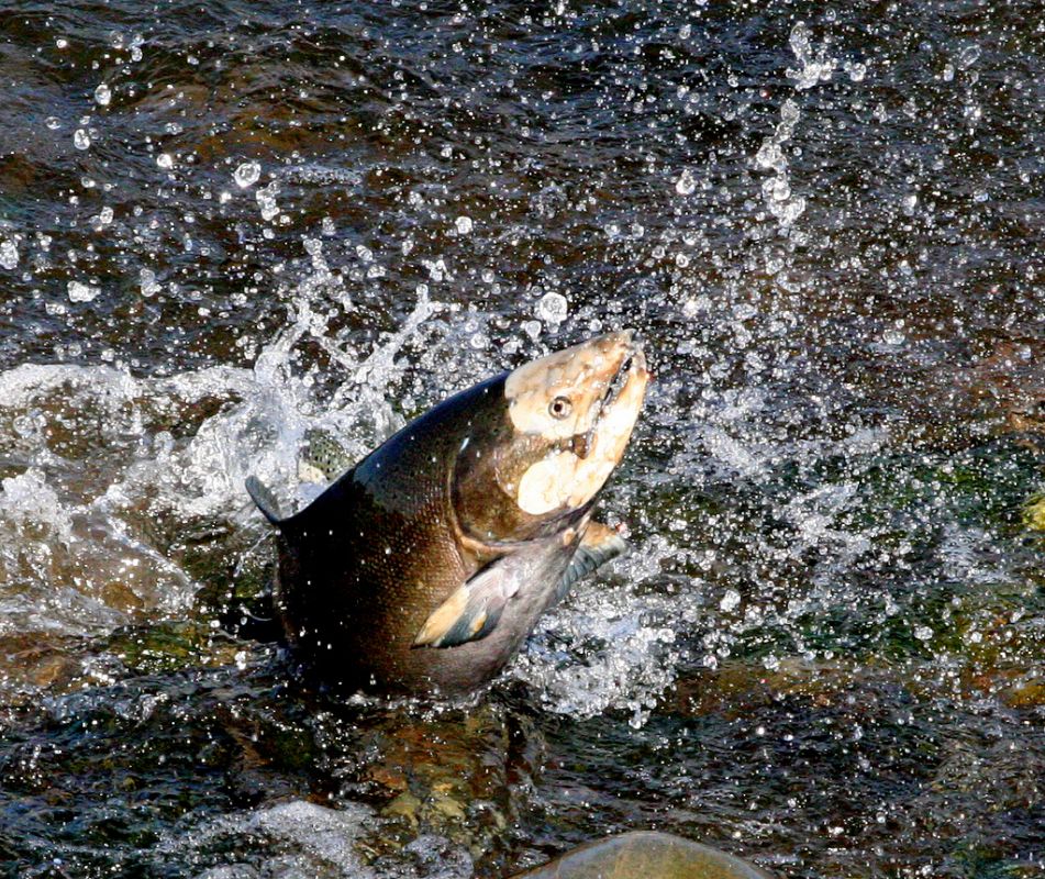 El salmón (Salmo), de gran valor para la industria pesquera, está amenazado también por el aumento de las temperaturas del agua, que reduce los niveles de oxígeno del agua, aumenta su predisposición a las enfermedades, etc.
