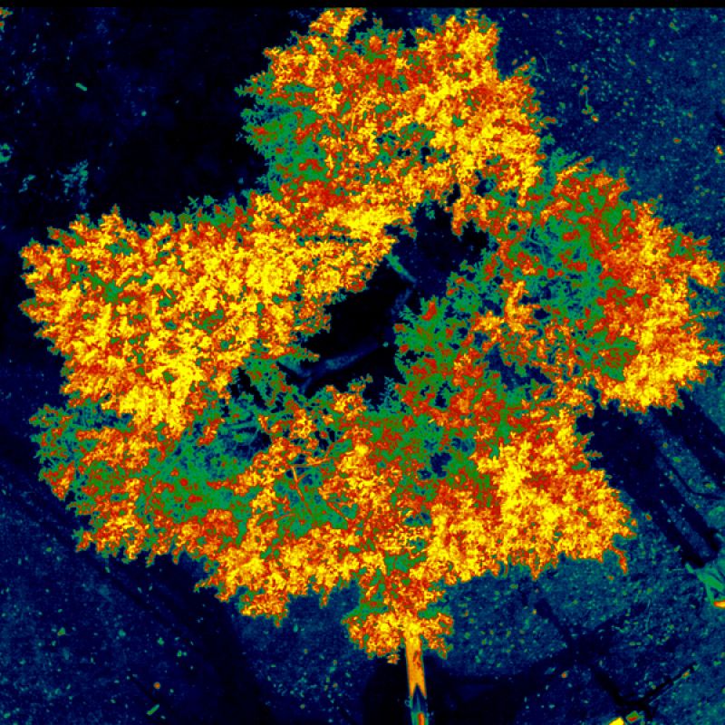 Premio votación popular categoría General. Mención honorífica. Sumideros de radiación. Imagen adquirida mediante cámara multiespectral de 6 bandas de 10 nm de ancho en el rango espectral 400-1000 nm de una copa de olivo desde vista cenital. La energí