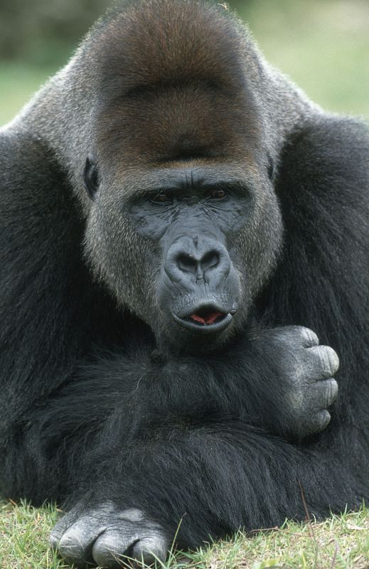 Los científicos consideran que el gorila de montaña (Gorilla beringei beringei) es una subespecie de gorila en peligro crítico de extinción, con sólo 720 individuos en su hábitat natural.